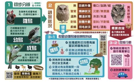 撿到鳥運勢|【撿到鳥運勢】撿到鳥竟能帶來超旺盛財運？原來背後吉兆藏著驚。